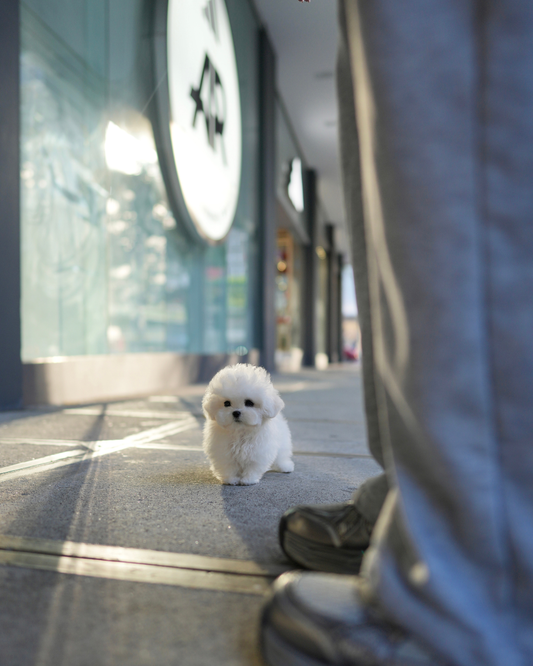 Kris - Mini Bichon (White)