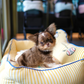 Marco - Teacup Chihuahua (Choco Merle)