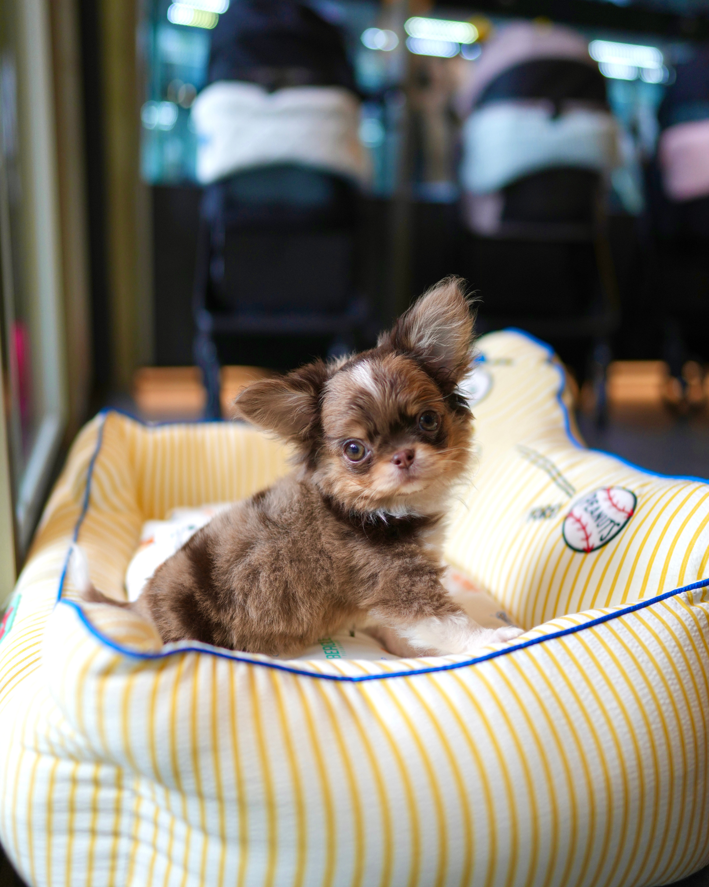 Marco - Teacup Chihuahua (Choco Merle)