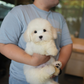 Irold - Coton de Tulear (White)