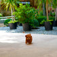 Gingo - Tiny Poodle (Red)