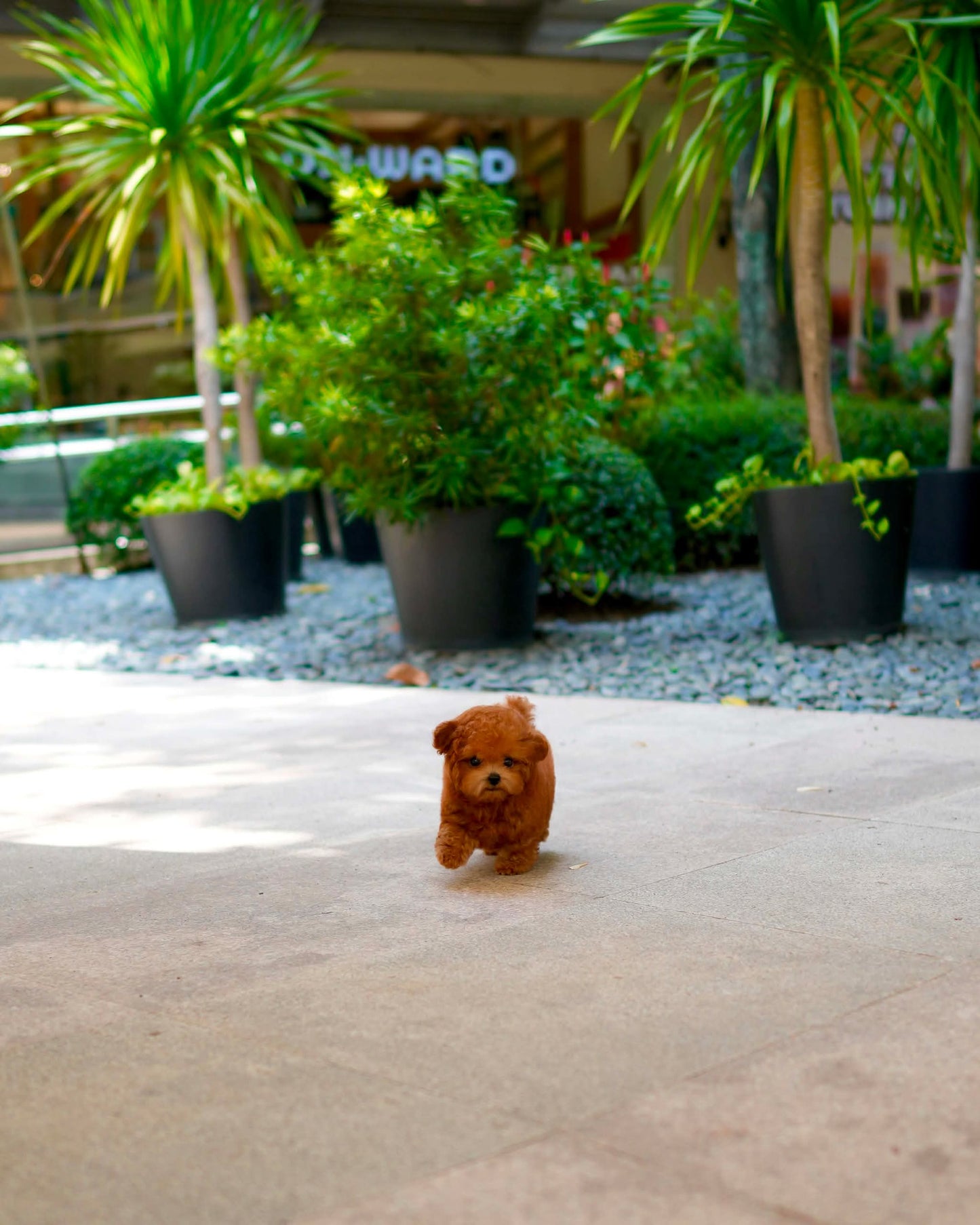 Gingo - Tiny Poodle (Red)