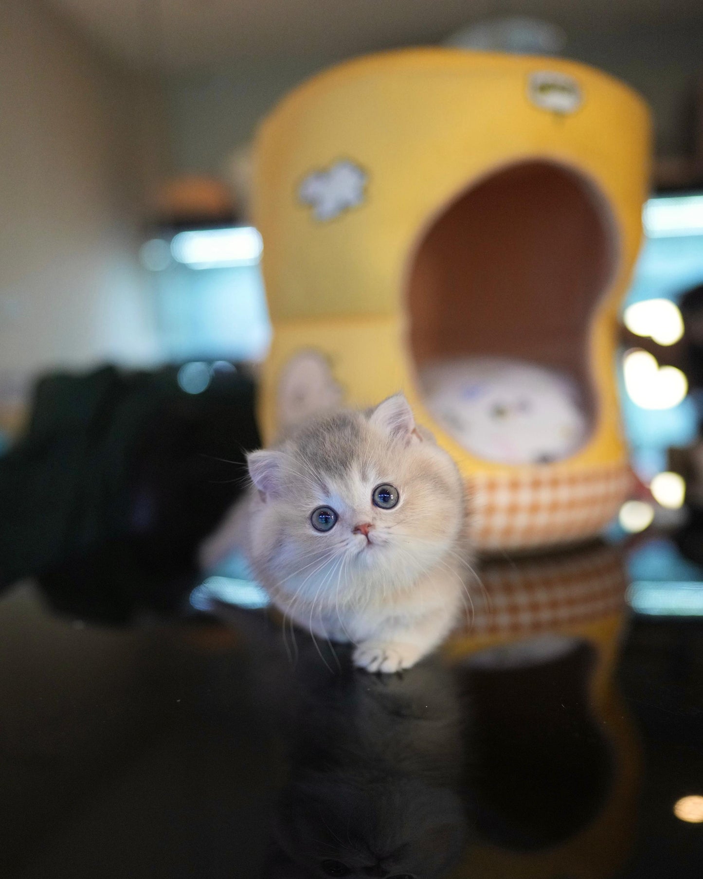 Bailey - Munchkin (Gold & Pink)