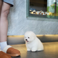 Mica - Coton de Tulear (White)