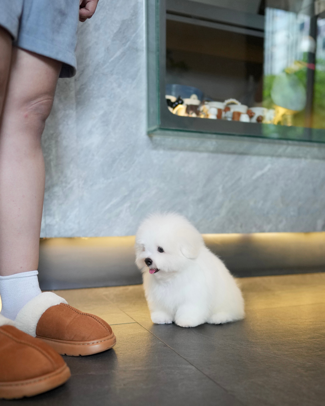 Mica - Coton de Tulear (White)