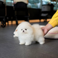 Tasha - Pomeranian (White)