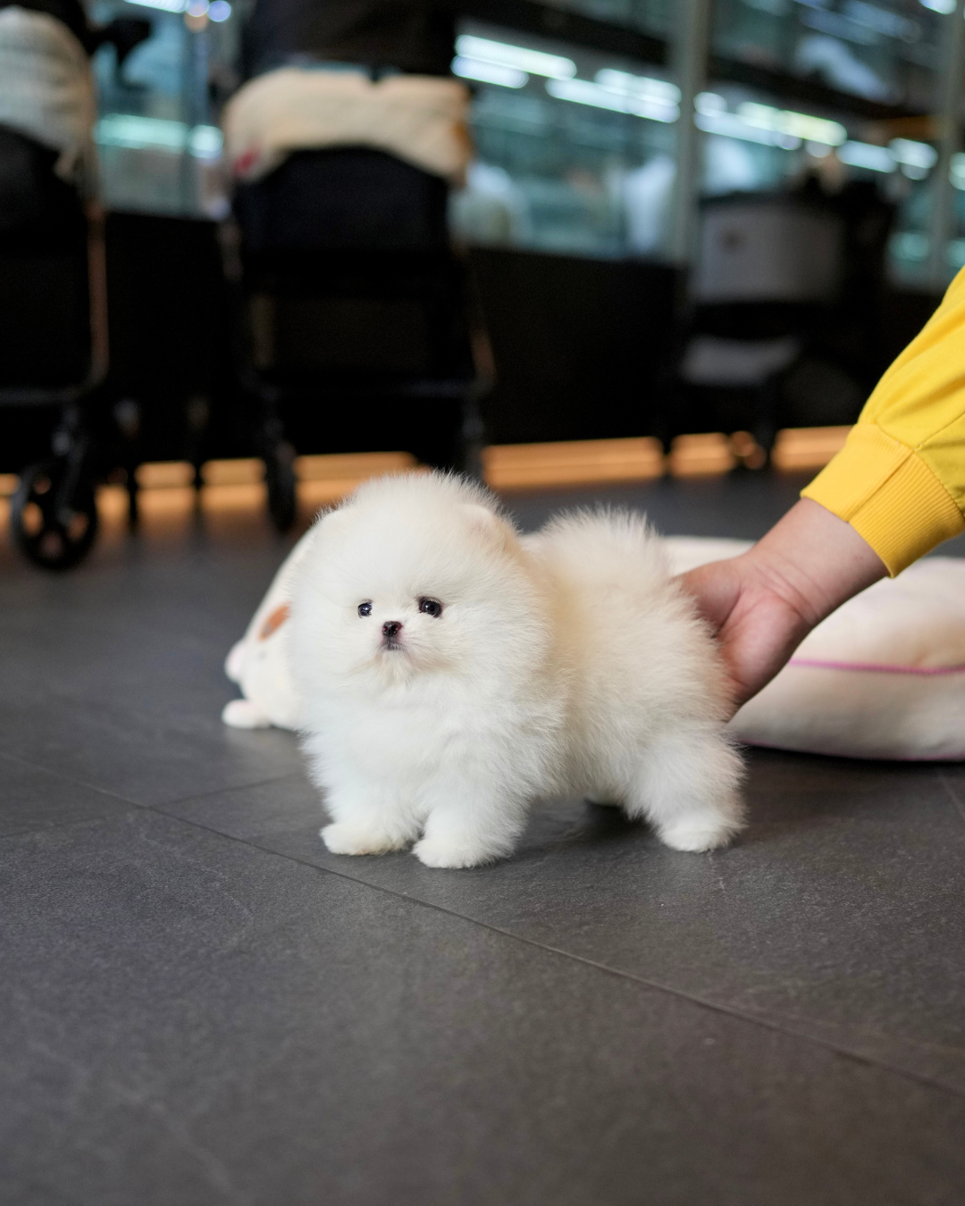 Tasha - Pomeranian (White)