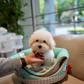 Tami - Coton de Tulear (White)
