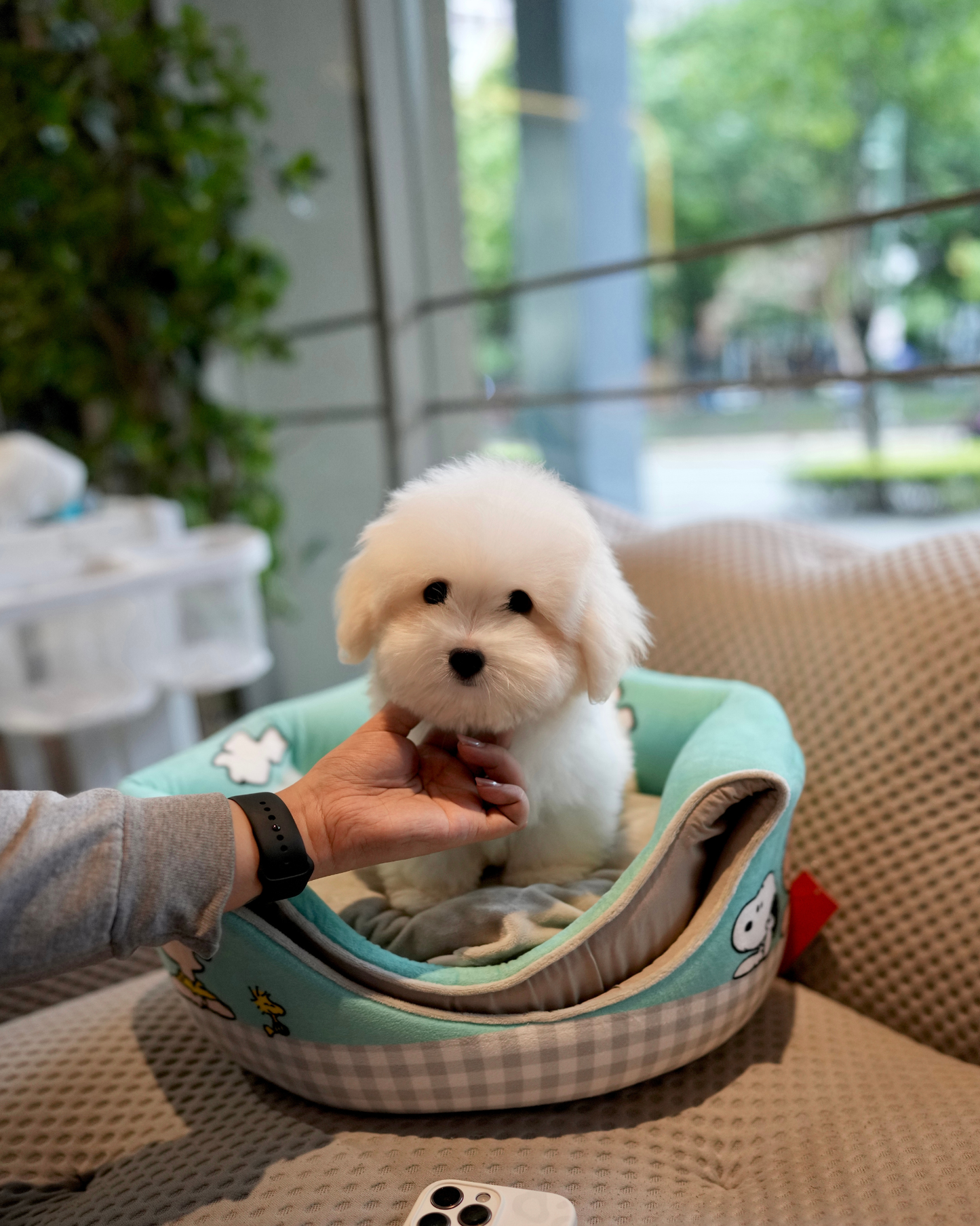 Tami - Coton de Tulear (White)