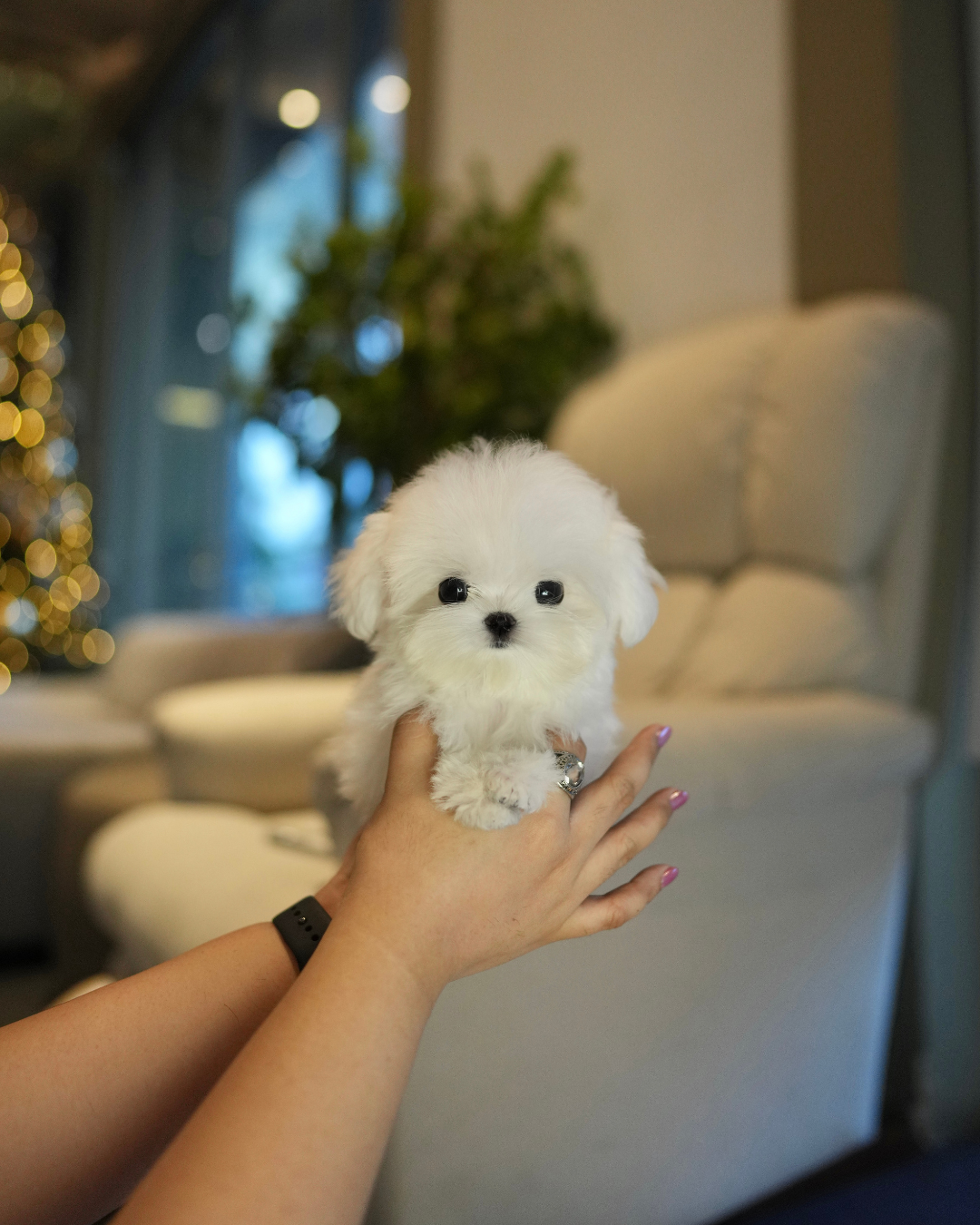 Iza - Maltese (White)