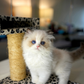 Maybel - Ragdoll (Blue Bi-Color)
