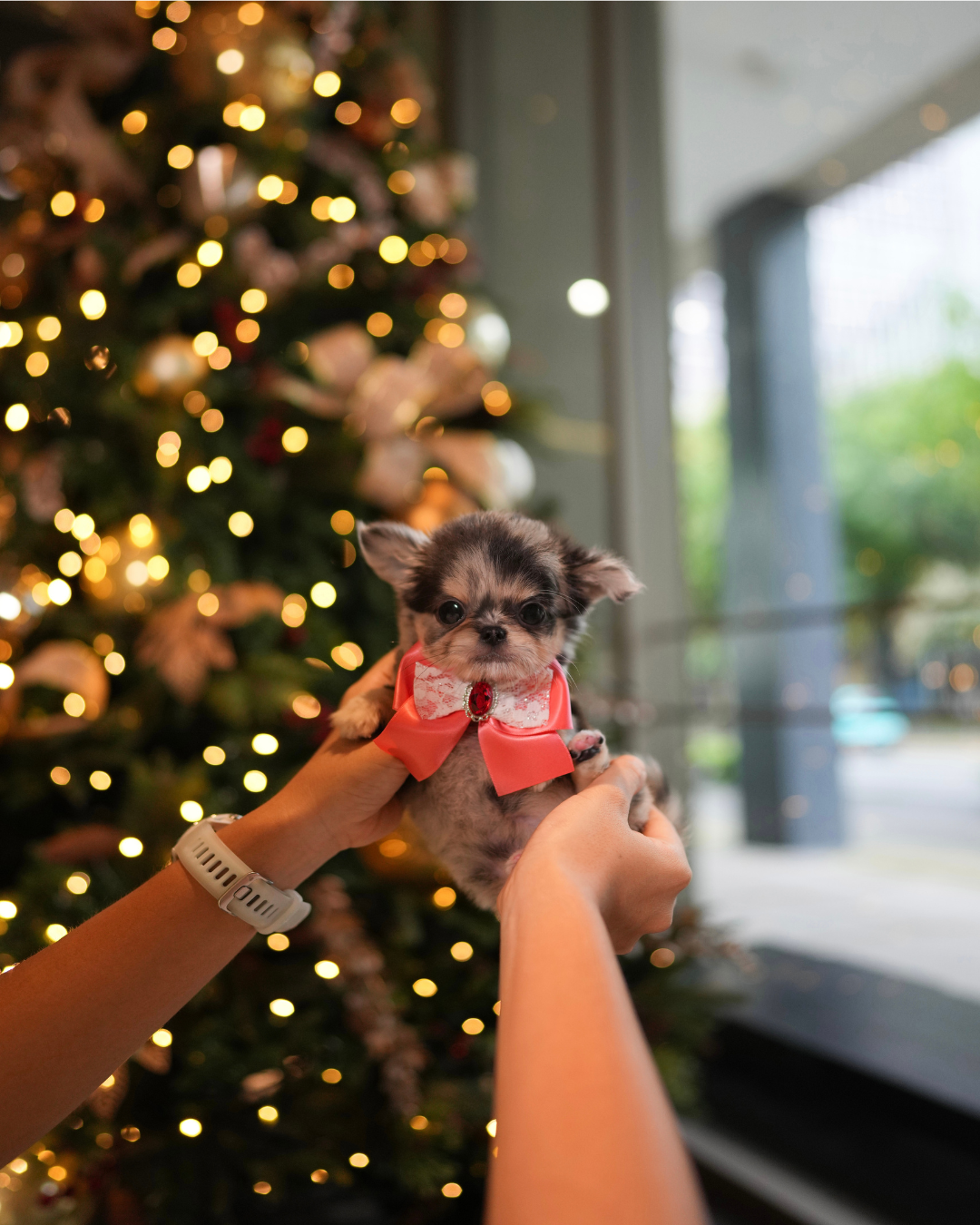 Yannie - Teacup Chihuahua (Blue Merle)