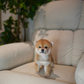 Butter - Mame Shiba (Red)