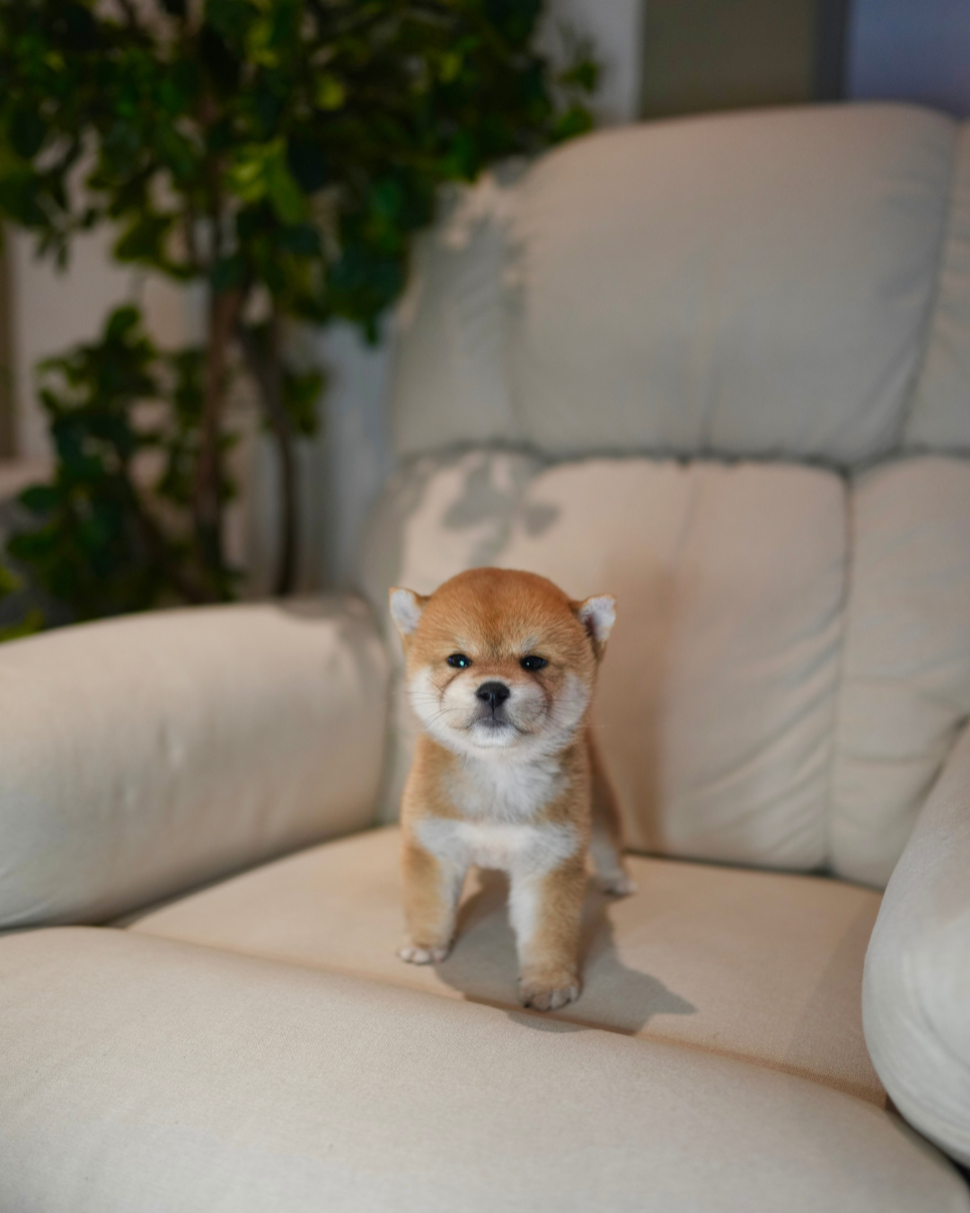 Butter - Mame Shiba (Red)