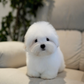 Huimang - Coton de Tulear (White)