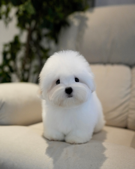 Huimang - Coton de Tulear (White)