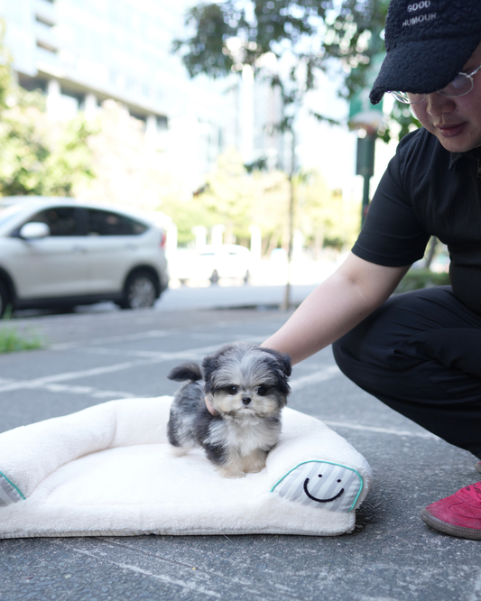 Astro - Maltipom (Blue Merle)