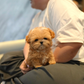 Althea - Teacup Maltipoo (Brown & White)