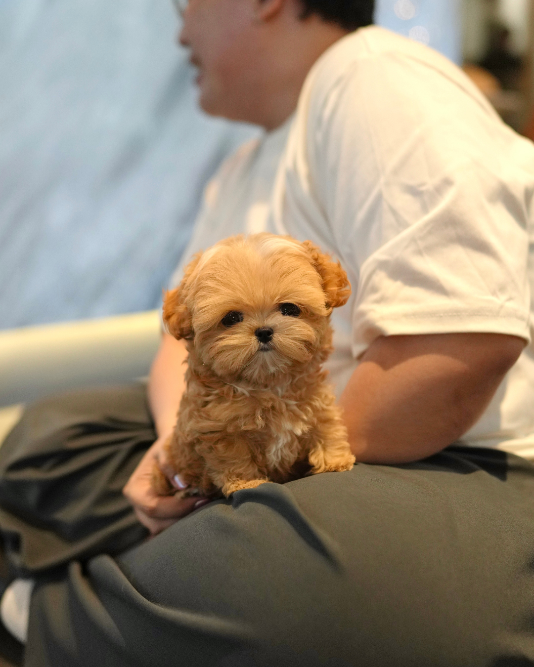 Althea - Teacup Maltipoo (Brown & White)