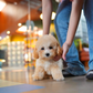Daisy - Mini Golden Doodle (Brown)