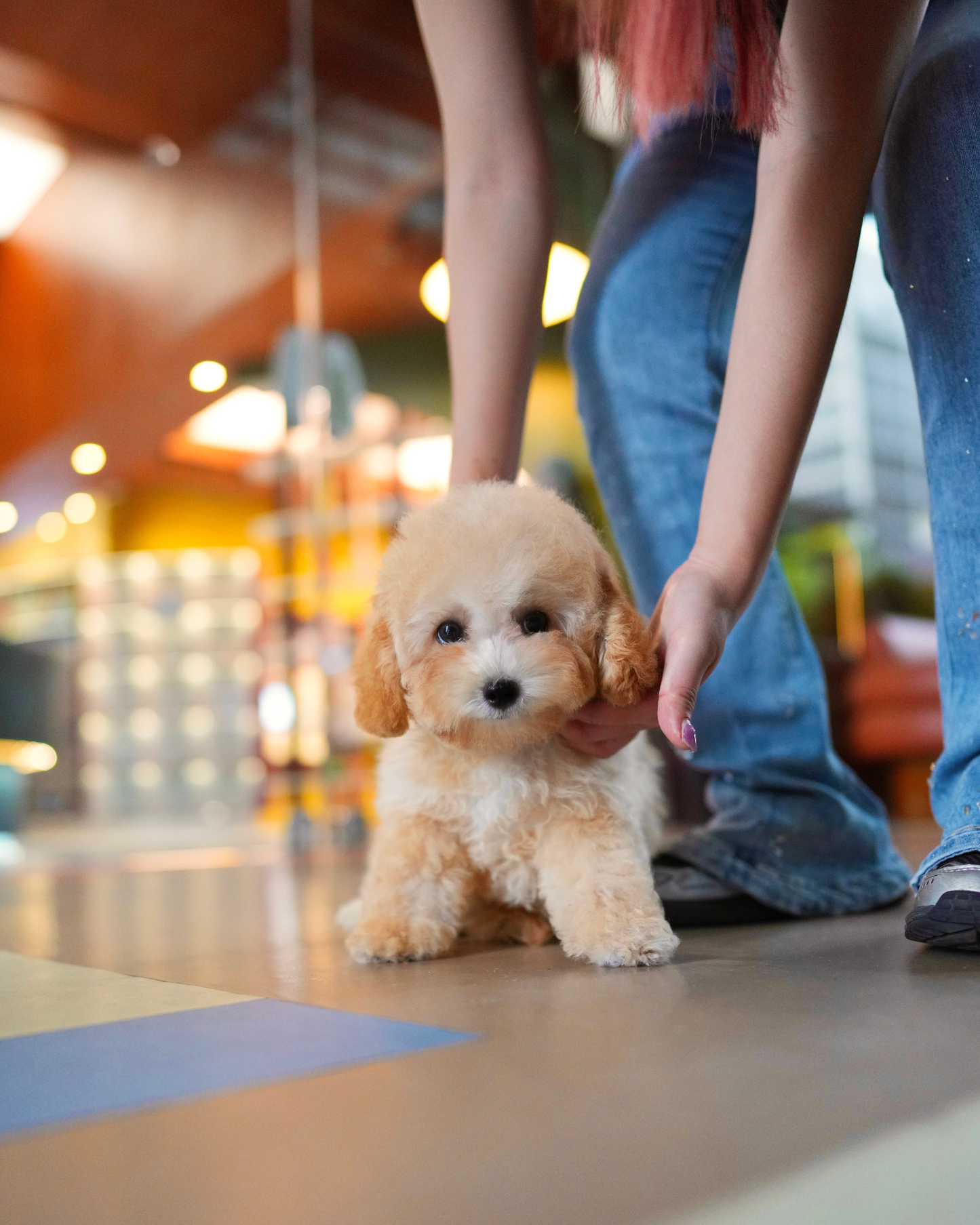 Daisy - Mini Golden Doodle (Brown)