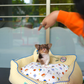 Marco - Teacup Chihuahua (Choco Merle)