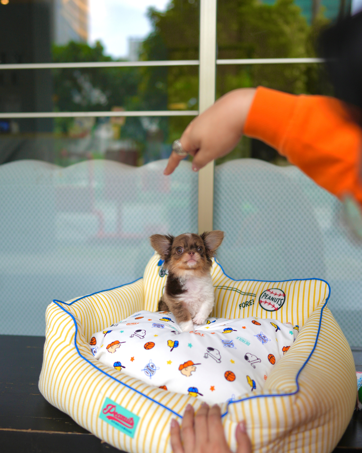Marco - Teacup Chihuahua (Choco Merle)