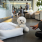 Eros - Mini Bichon (White)