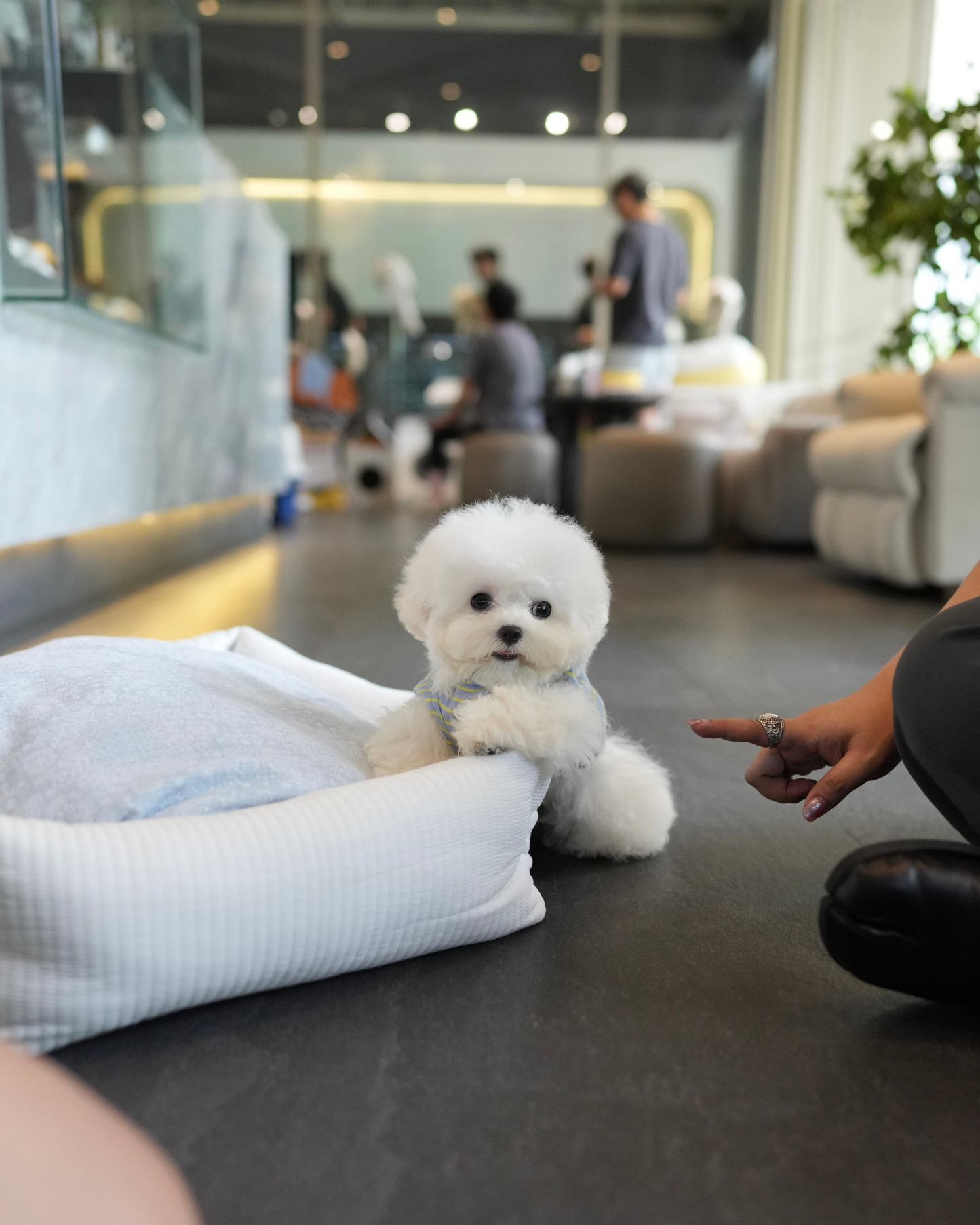 Eros - Mini Bichon (White)