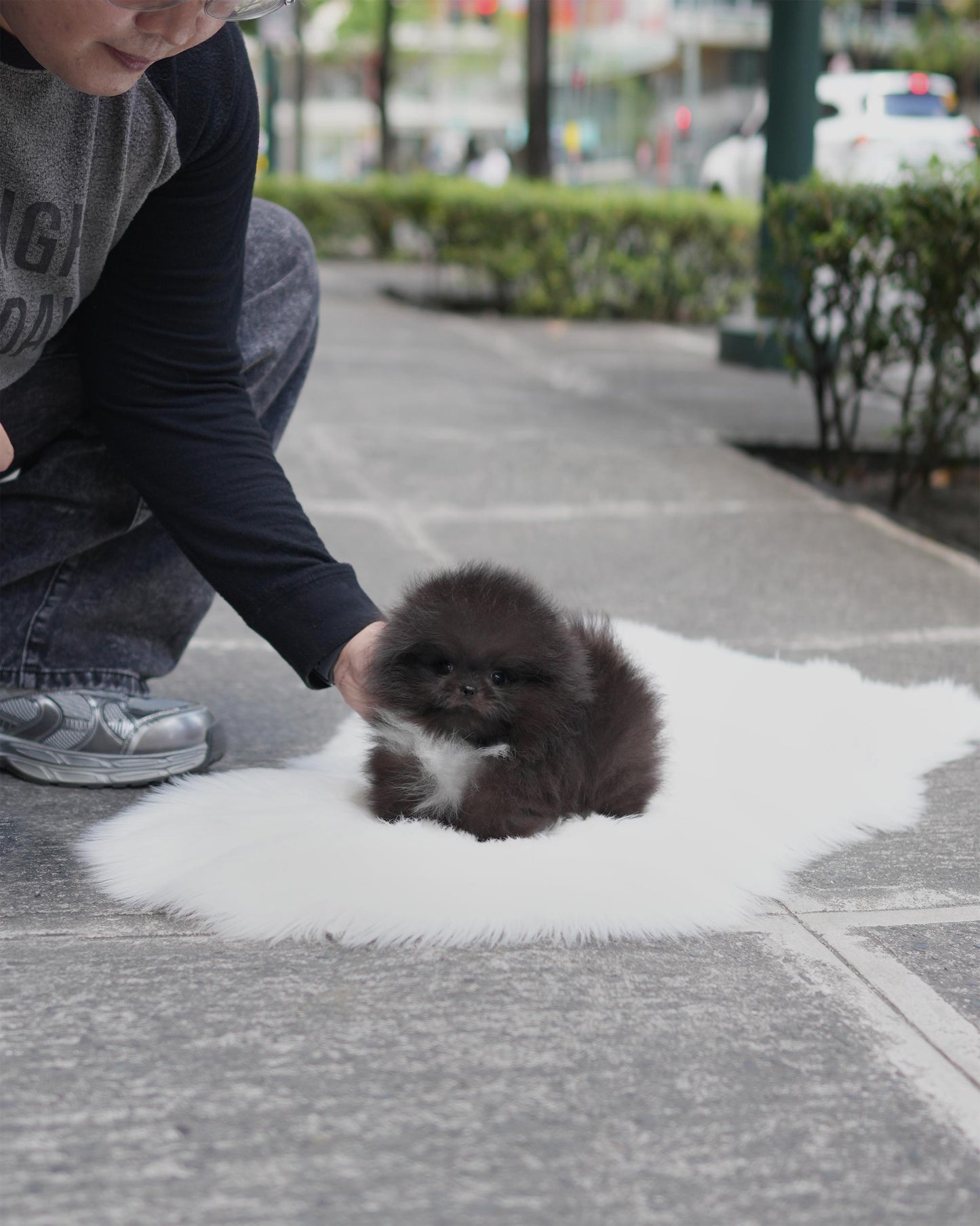 Rigby - Pomeranian (Black)
