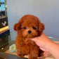 Gingo - Tiny Poodle (Red)