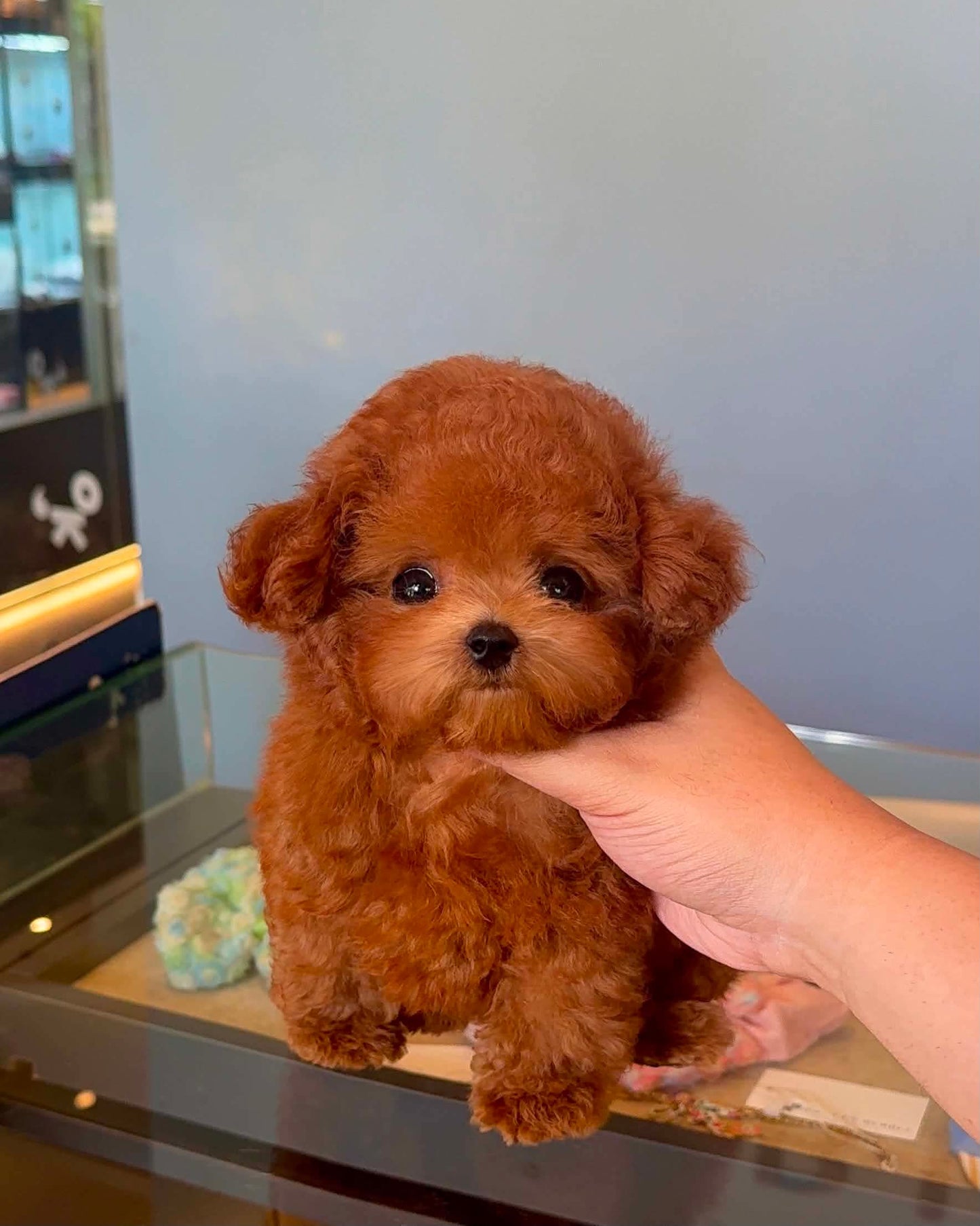 Gingo - Tiny Poodle (Red)
