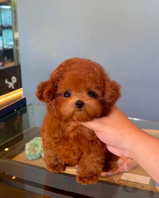 Gingo - Tiny Poodle (Red)