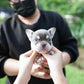 Leo - French Bulldog (Lilac Tan)