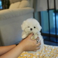 Iza - Maltese (White)