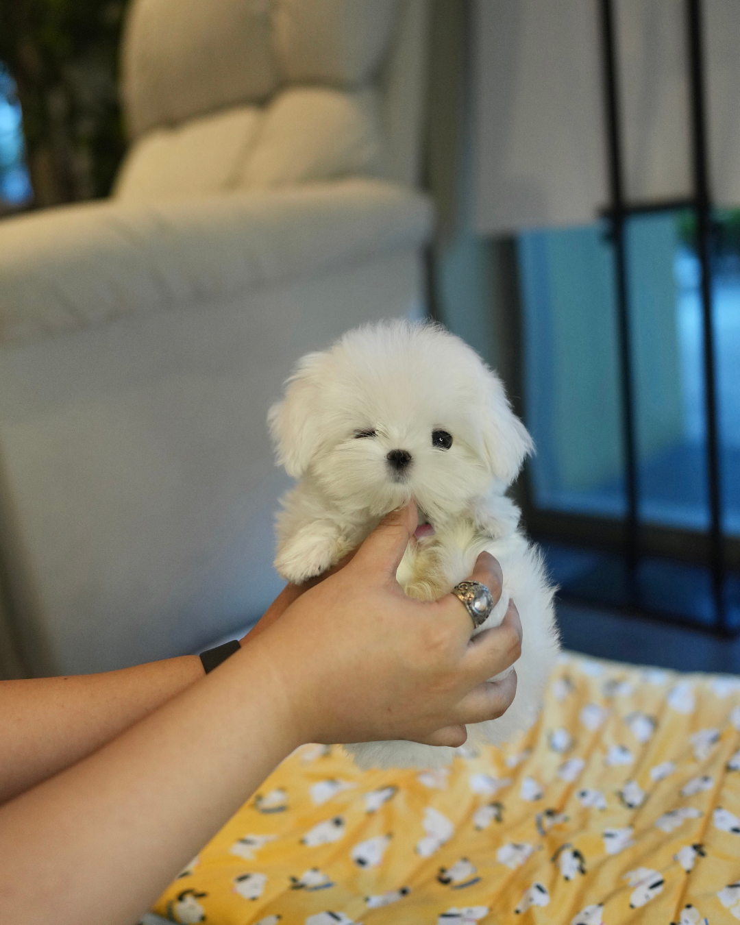 Iza - Maltese (White)