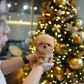 Althea - Teacup Maltipoo (Brown & White)