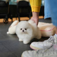 Tasha - Pomeranian (White)