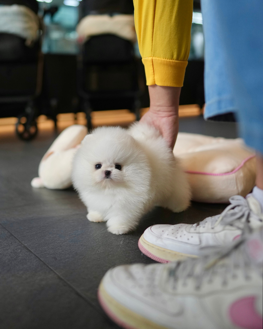 Tasha - Pomeranian (White)