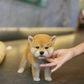 Butter - Mame Shiba (Red)