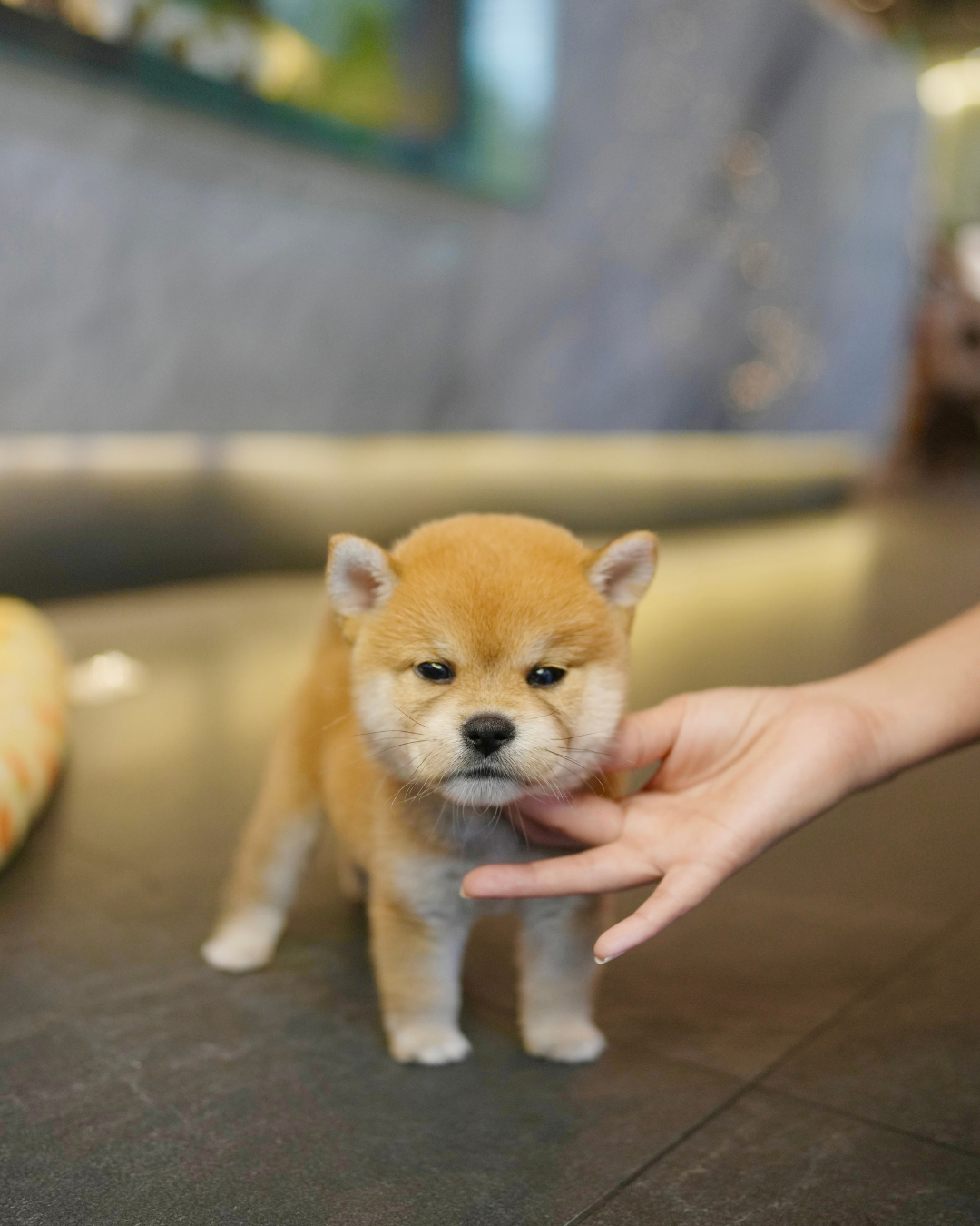 Butter - Mame Shiba (Red)