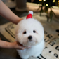 Mica - Coton de Tulear (White)