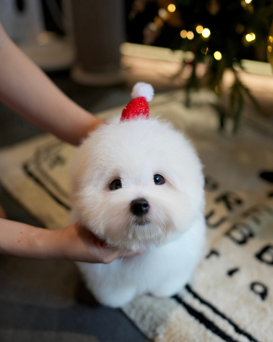Mica - Coton de Tulear (White)