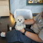 Eros - Mini Bichon (White)