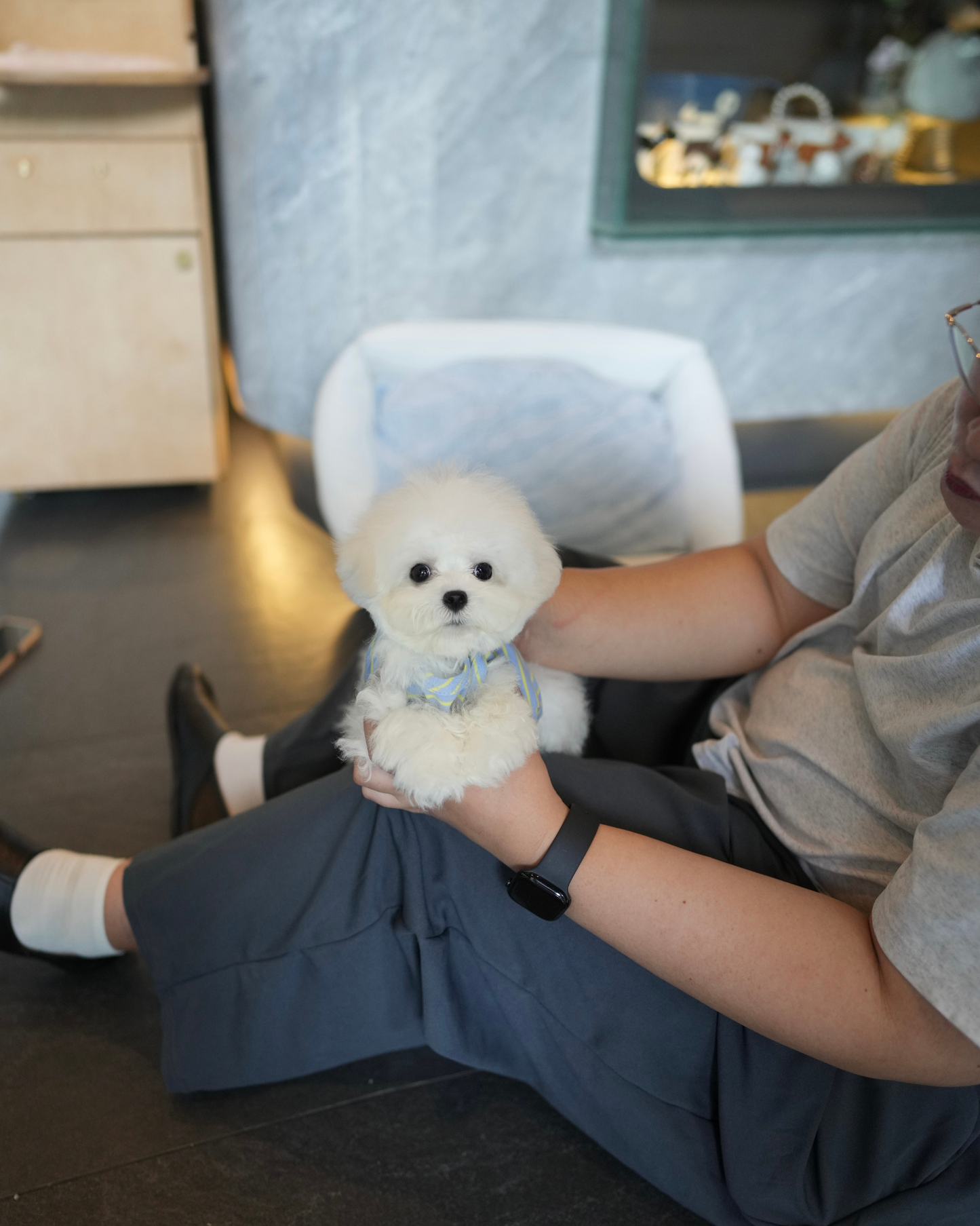 Eros - Mini Bichon (White)
