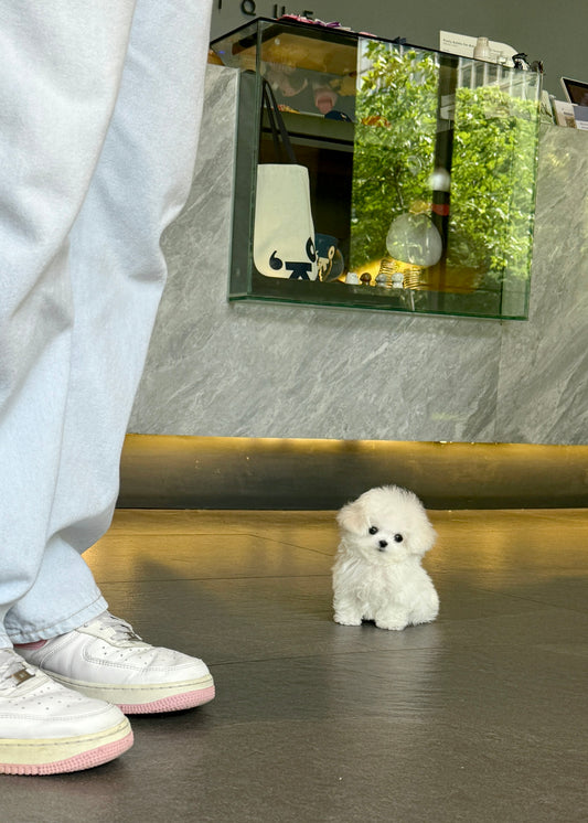 Willow - Mini Bichon (White)