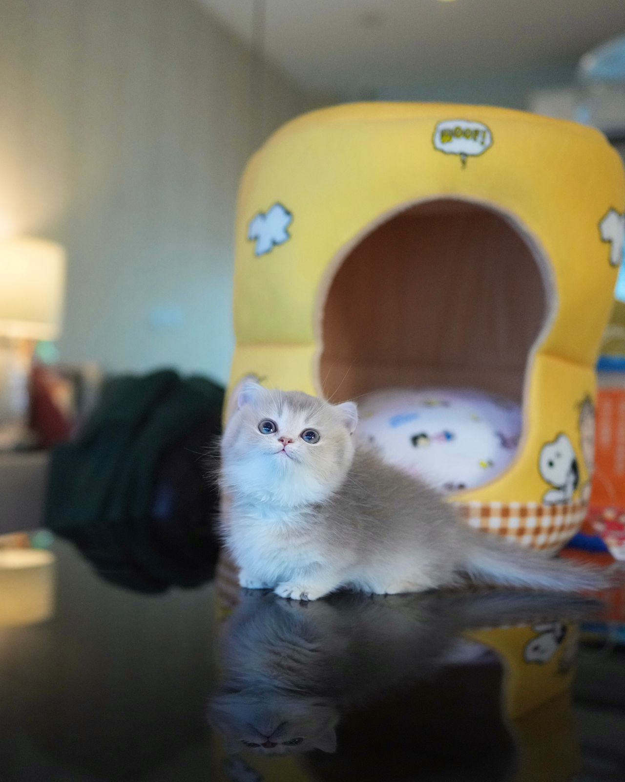 Bailey - Munchkin (Gold & Pink)