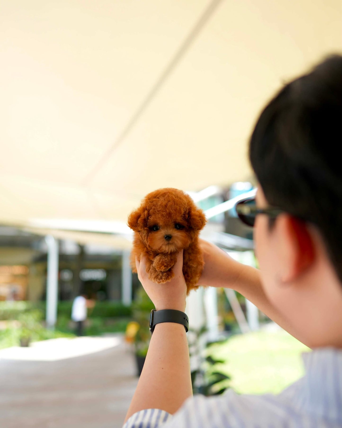 Gingo - Tiny Poodle (Red)