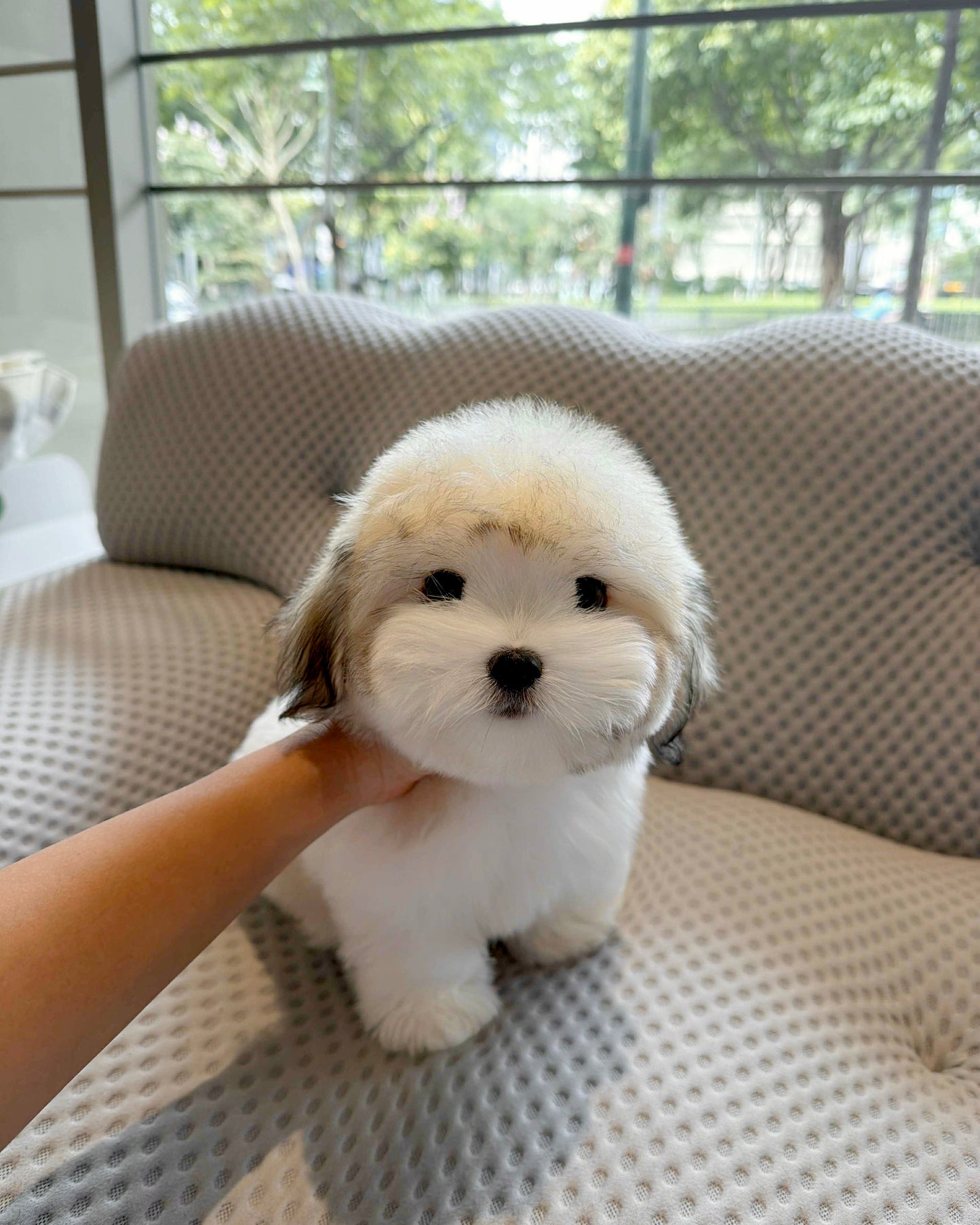 Keanu - Coton de Tulear (Parti)