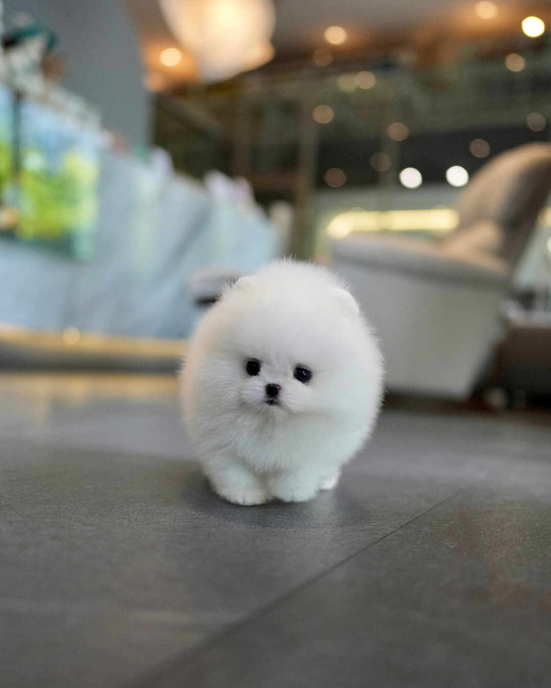 Tasha - Pomeranian (White)